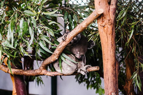 All-Inclusive Blue Mountains Day Trip With River Cruise - Accommodation Port Macquarie 14