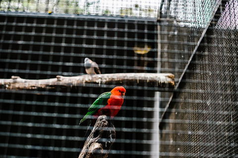 All-Inclusive Blue Mountains Day Trip With River Cruise - Accommodation Port Macquarie 17