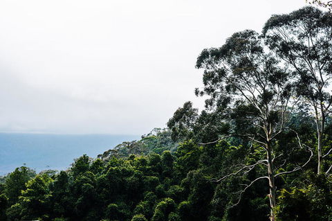 All-Inclusive Blue Mountains Day Trip With River Cruise - Accommodation Port Macquarie 18