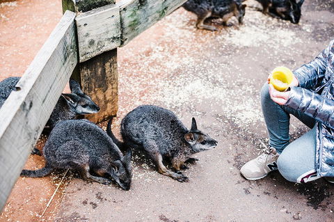 All-Inclusive Blue Mountains Day Trip With River Cruise - Accommodation Port Macquarie 15