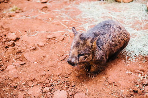 All-Inclusive Blue Mountains Day Trip With River Cruise - Accommodation Port Macquarie 16