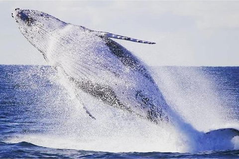Whale Watching Sailing Experience In Sydney - Accommodation Port Macquarie 0
