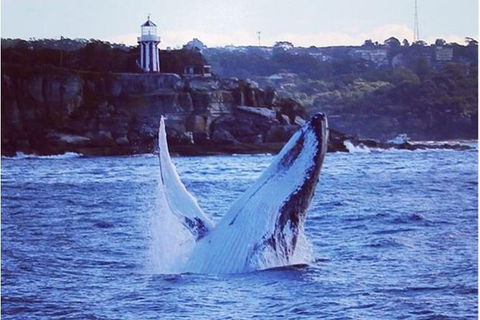 Whale Watching Sailing Experience In Sydney - Accommodation Port Macquarie 1