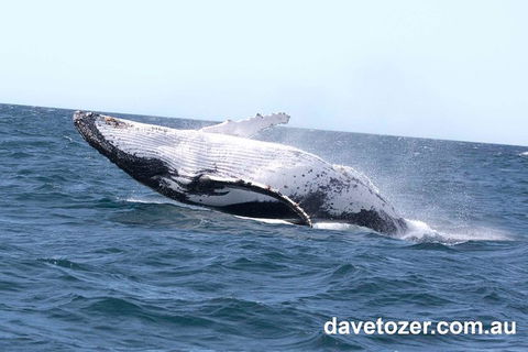 Whale Watching Sailing Experience In Sydney - Accommodation Port Macquarie 9