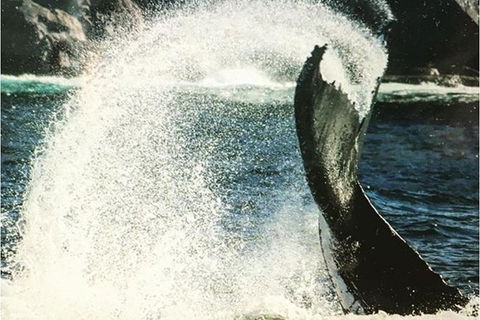 Whale Watching Sailing Experience In Sydney - Accommodation Port Macquarie 4