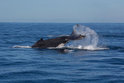 Whale Watching Sailing Experience In Sydney - Accommodation Port Macquarie 8