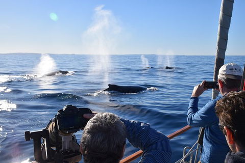 Whale Watching Sailing Experience In Sydney - Accommodation Port Macquarie 5