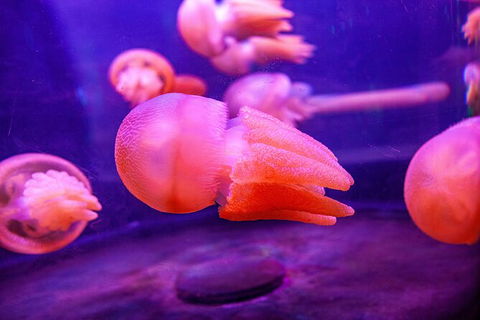 SEA LIFE Sydney Aquarium Entrance Ticket - Accommodation Port Macquarie 31