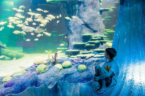 SEA LIFE Sydney Aquarium Entrance Ticket - Accommodation Port Macquarie 28