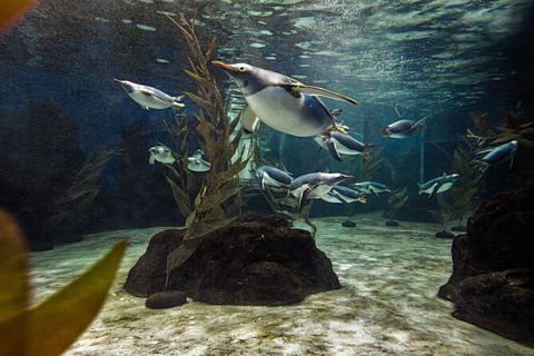 SEA LIFE Sydney Aquarium Entrance Ticket - Accommodation Port Macquarie 29