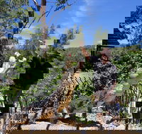 Private Shoalhaven Zoo Experience from Sydney - Accommodation Port Macquarie