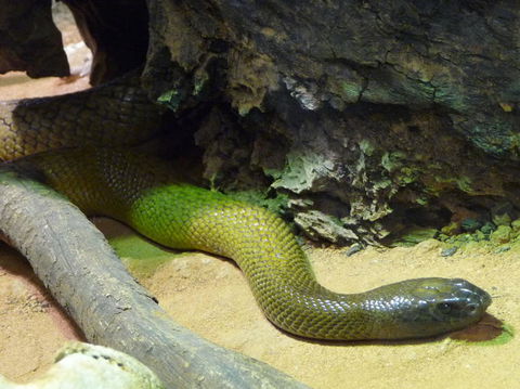 WILD LIFE Sydney Entrance Ticket - Accommodation Port Macquarie 8