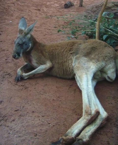 WILD LIFE Sydney Entrance Ticket - Accommodation Port Macquarie 13