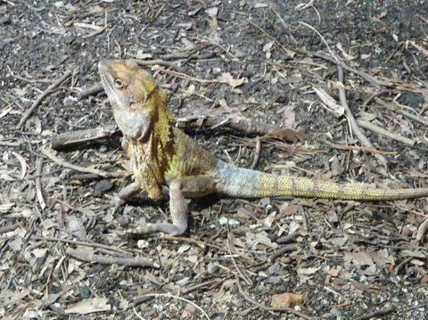 WILD LIFE Sydney Entrance Ticket - Accommodation Port Macquarie 9