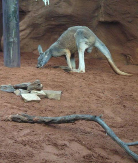 WILD LIFE Sydney Entrance Ticket - Accommodation Port Macquarie 14