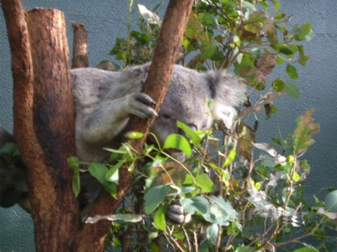 WILD LIFE Sydney Entrance Ticket - Accommodation Port Macquarie 16