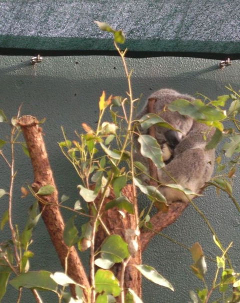 WILD LIFE Sydney Entrance Ticket - Accommodation Port Macquarie 15
