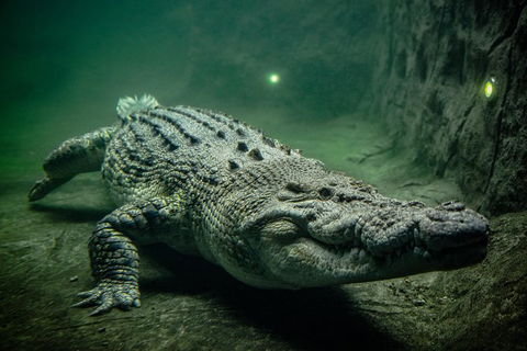 WILD LIFE Sydney Entrance Ticket - Accommodation Port Macquarie 0