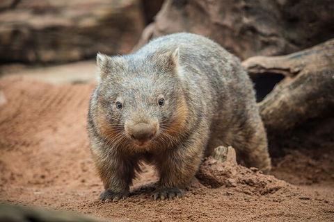 WILD LIFE Sydney Entrance Ticket - Accommodation Port Macquarie 20