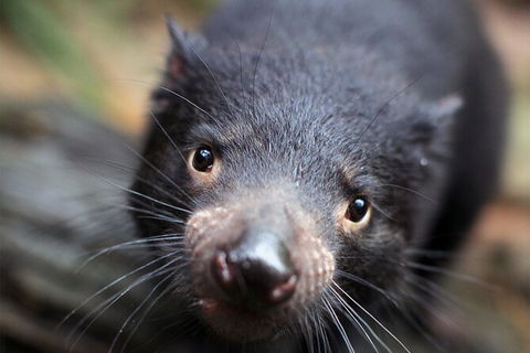 WILD LIFE Sydney Entrance Ticket - Accommodation Port Macquarie 19