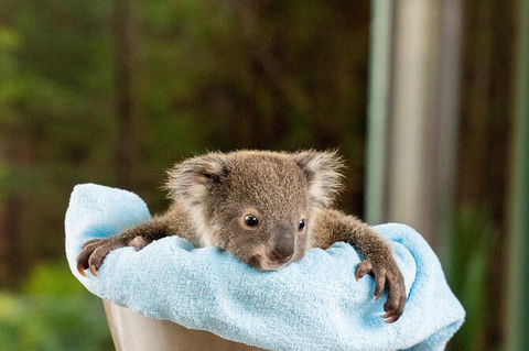 WILD LIFE Sydney Entrance Ticket - Accommodation Port Macquarie 25