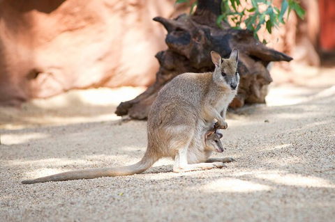 WILD LIFE Sydney Entrance Ticket - Accommodation Port Macquarie 21