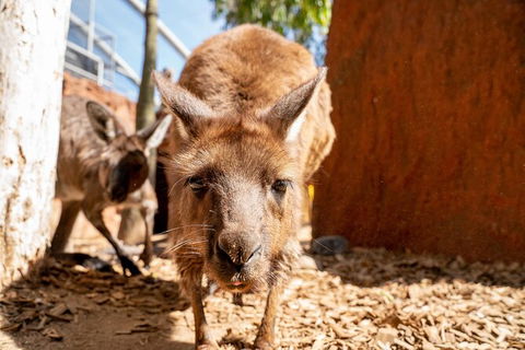 WILD LIFE Sydney Entrance Ticket - Accommodation Port Macquarie 24