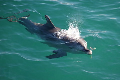 Jervis Bay Dolphin Watch Cruise - Accommodation Port Macquarie 6