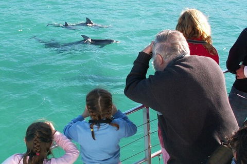 Jervis Bay Dolphin Watch Cruise - Accommodation Port Macquarie 4