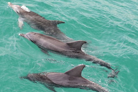 Jervis Bay Dolphin Watch Cruise - Accommodation Port Macquarie 7