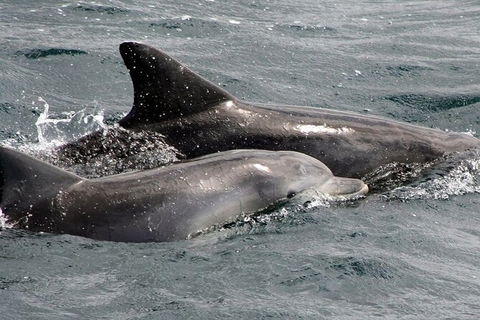Jervis Bay Dolphin Watch Cruise - Accommodation Port Macquarie 5