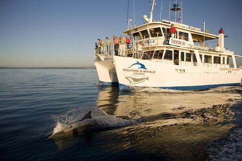 Jervis Bay Dolphin Watch Cruise - Accommodation Port Macquarie 2