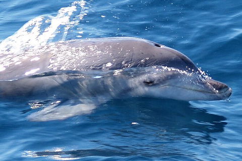 Jervis Bay Dolphin Watch Cruise - Accommodation Port Macquarie 3