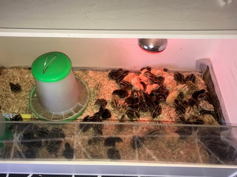 Meet The Animals - Accommodation Port Macquarie 2