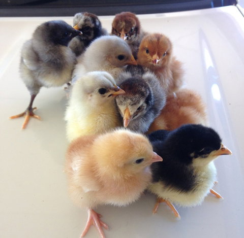 Meet The Animals - Accommodation Port Macquarie 1