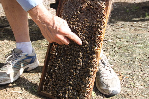 Bees On Keswick Island - Accommodation Port Macquarie 0