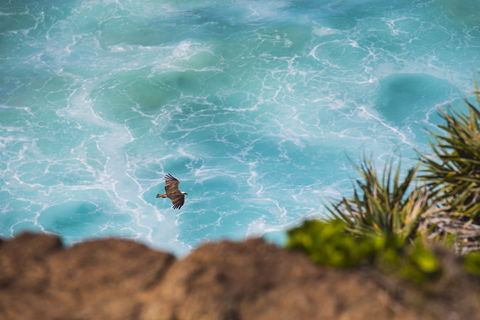 Birdwatching On The Fraser Coast - Accommodation Port Macquarie 0