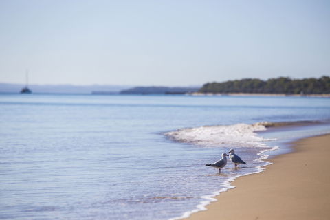Birdwatching On The Fraser Coast - Accommodation Port Macquarie 2