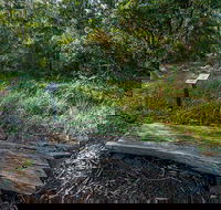 Browns Forest Loop Trail - Accommodation Port Macquarie