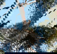 Castle Creek Reserve - Accommodation Port Macquarie