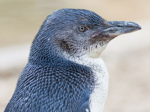 Granite Island Nature Park - Guided Penguin Tours - Accommodation Port Macquarie 1