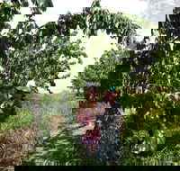Harben Vale Pick Your Own Cherries - Accommodation Port Macquarie