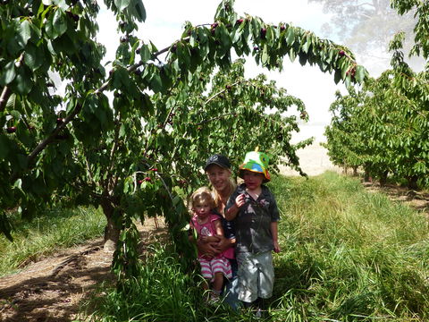 Harben Vale Pick Your Own Cherries - Accommodation Port Macquarie 0