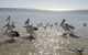 Hardwicke Bay - thumb 2