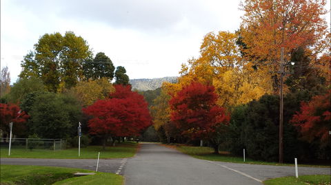 Jamieson Significant Trees - Accommodation Port Macquarie 1