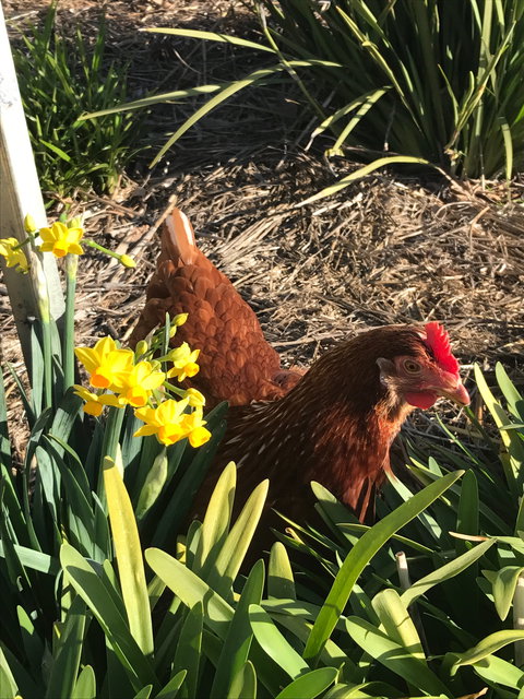 Lessismore Farm Afternoon Farmer - Accommodation Port Macquarie 2