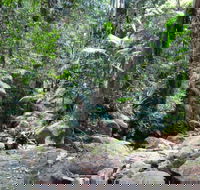 Lyrebird track - Accommodation Port Macquarie