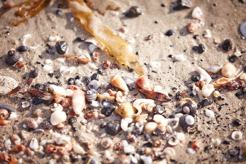 Mushroom Reef Beach - Accommodation Port Macquarie 1