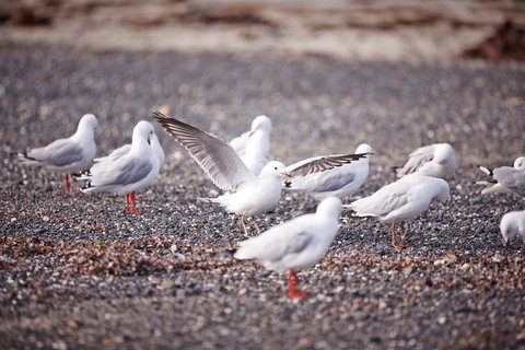 Mushroom Reef Beach - Accommodation Port Macquarie 2