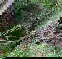 Norman Jolly Picnic Area - Accommodation Port Macquarie